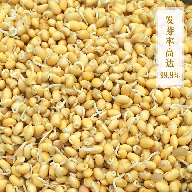 北纯 有机 黄豆1.25kg（可发豆芽 打豆浆 东北大豆 粗粮杂粮 大米伴侣 真空包装）